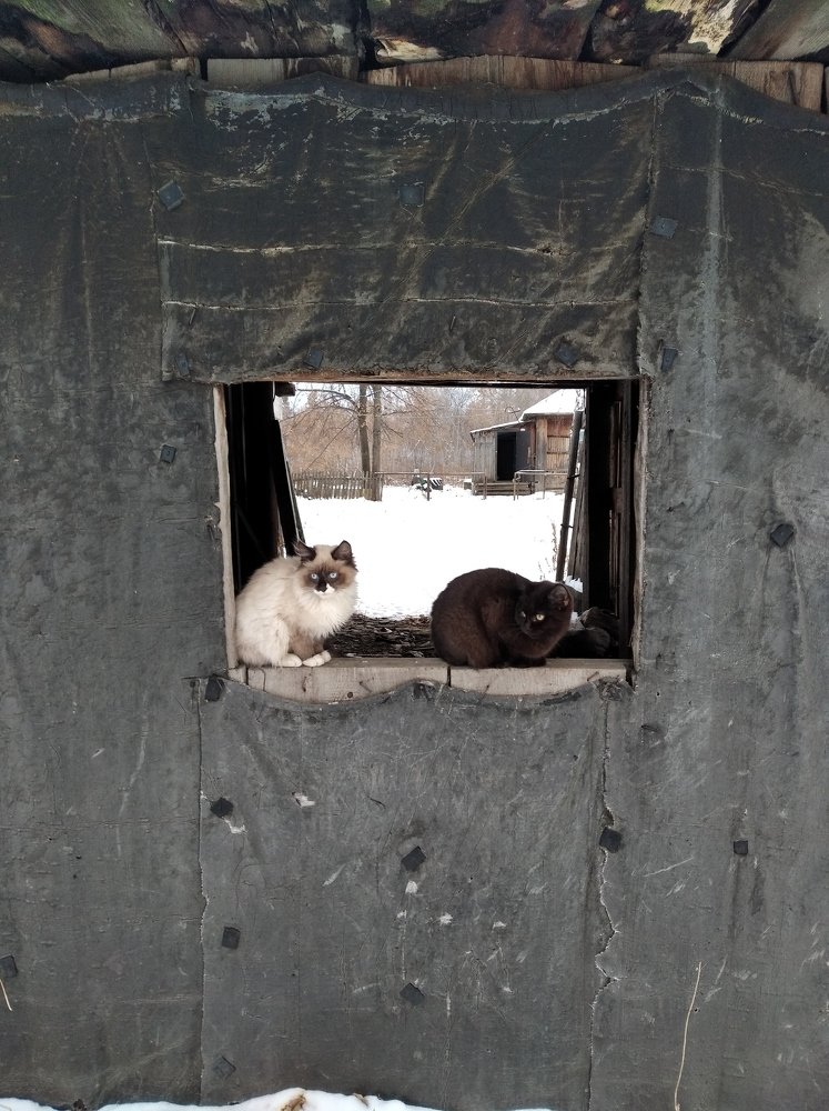 Photo #5280678