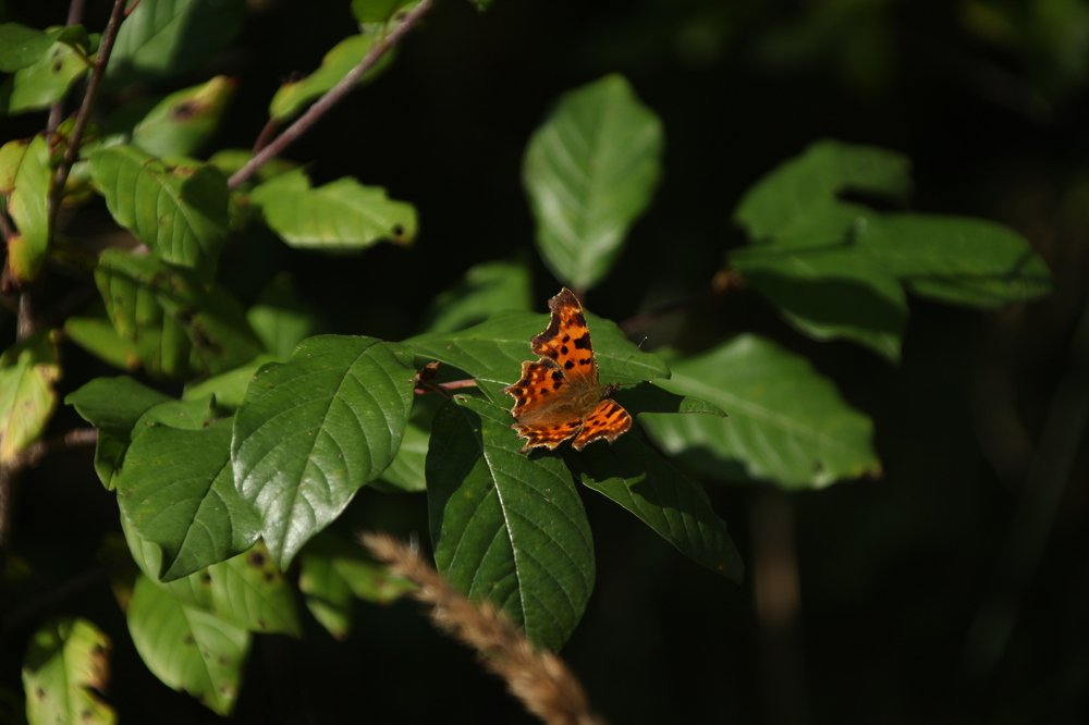 Photograph by Светлана Соколова