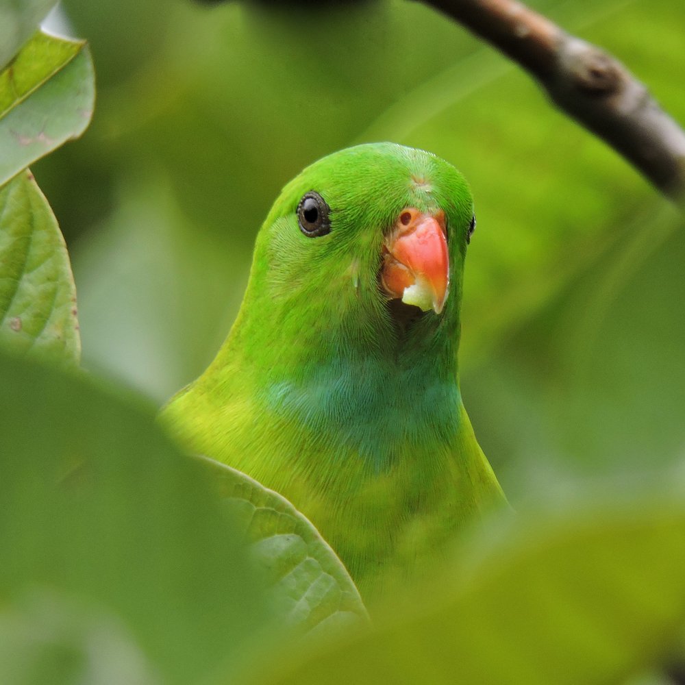 The Green Portrait