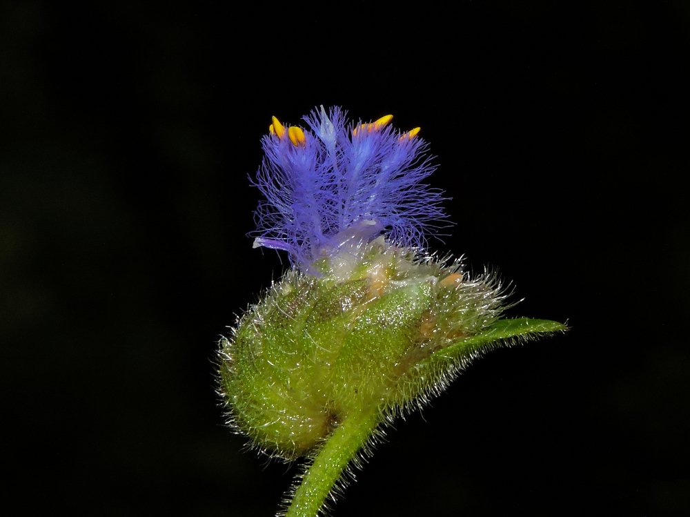 The delicate beauty
