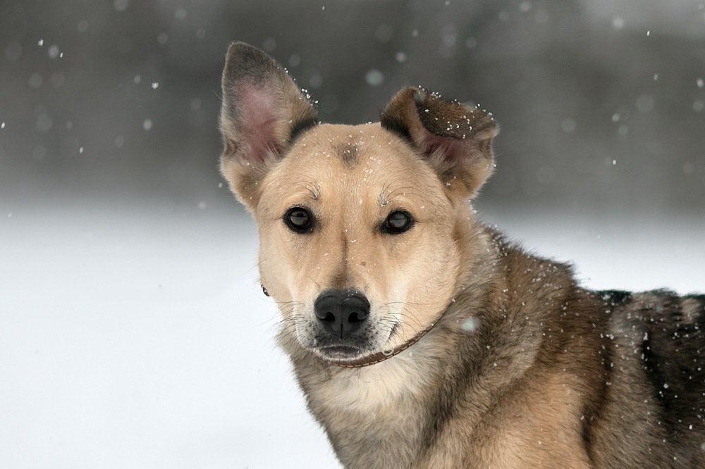 Фотография автора Анна Крутицкая
