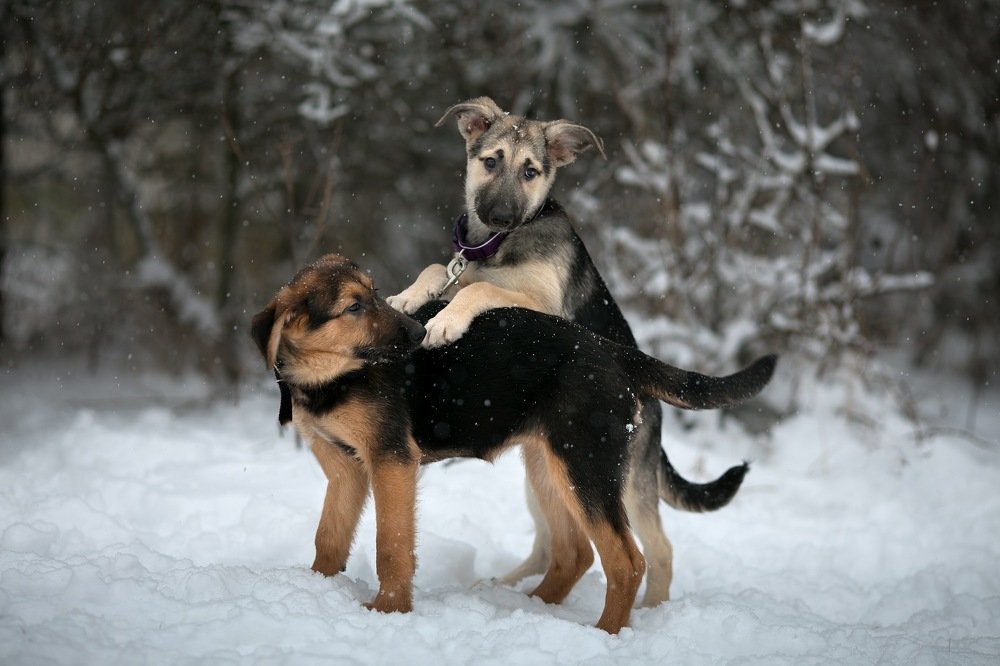 Фотография автора Анна Крутицкая