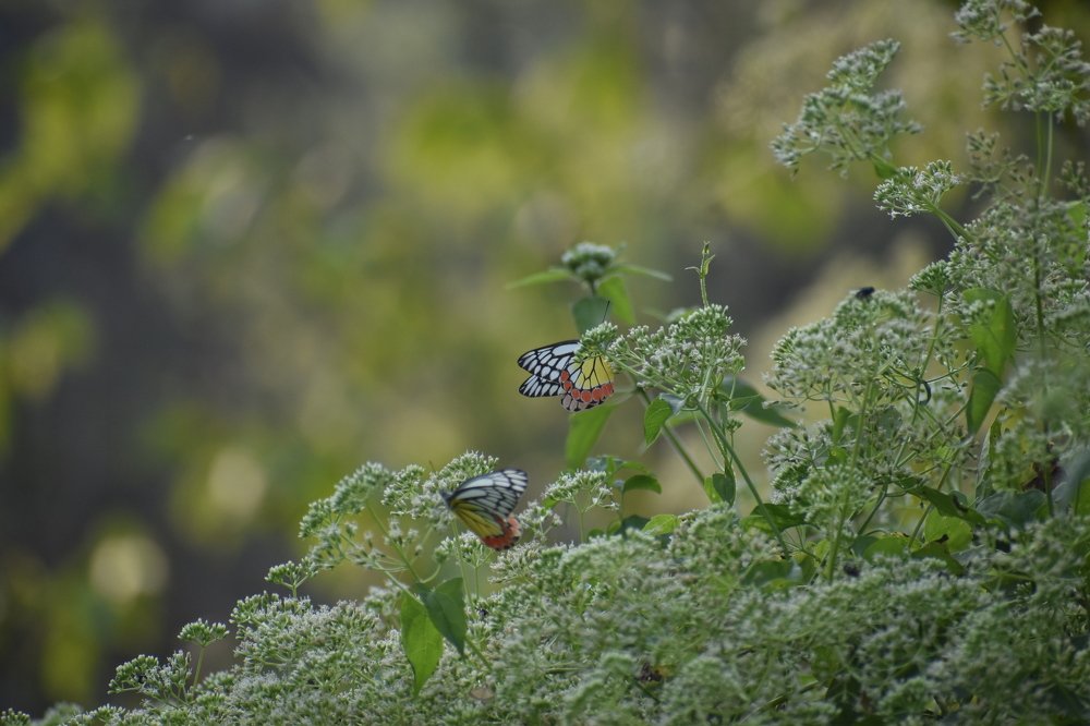 Photograph by Santanu Bag