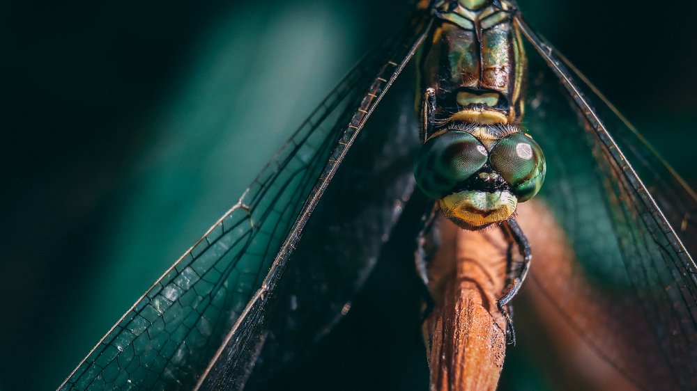 Photograph by Roby Julian