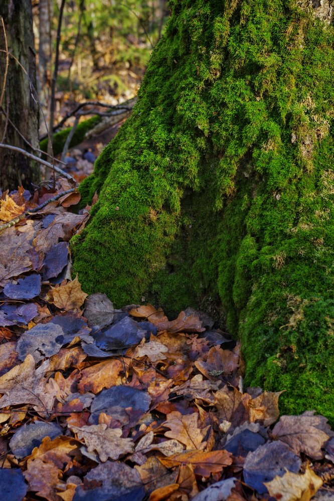 Photograph by Наталья Кащеева