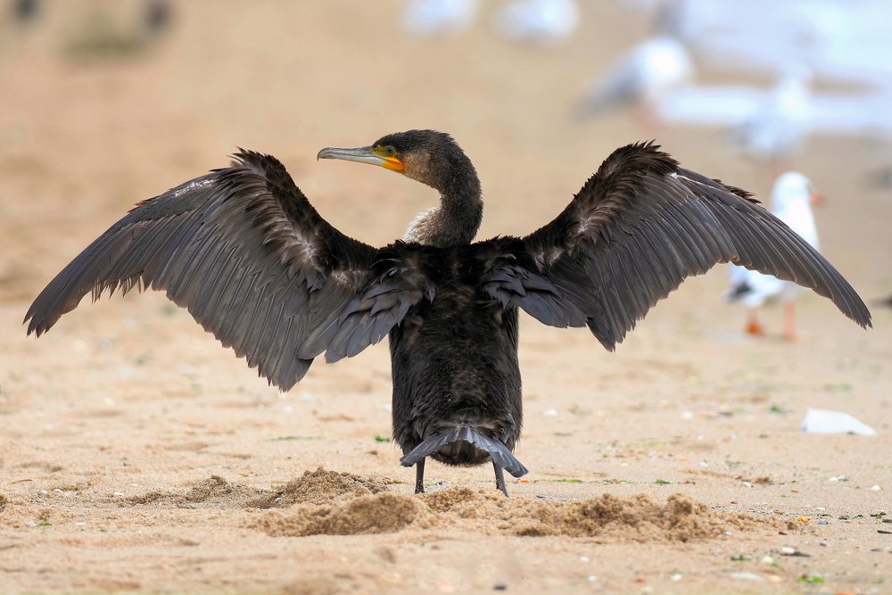 Photograph by Олег Присяжнюк