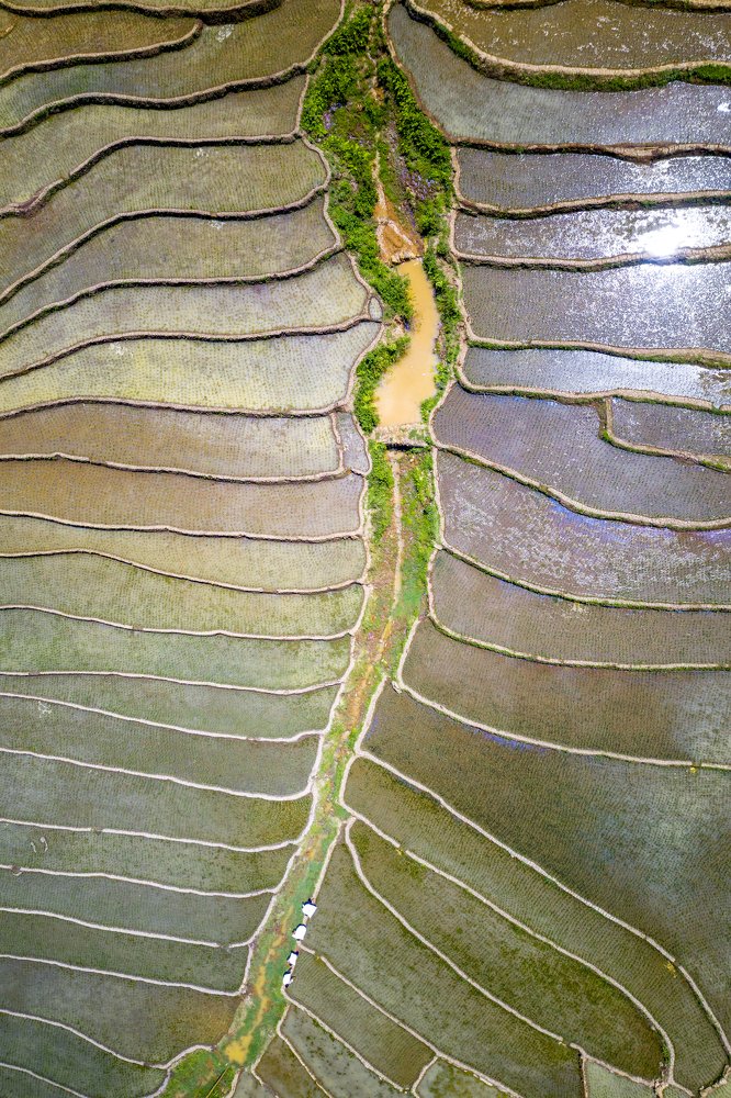 Rice terraced fields in Vietnam