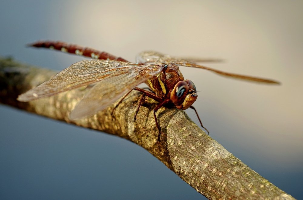 Photograph by Наталья Кащеева