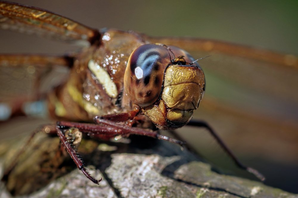 Photograph by Наталья Кащеева