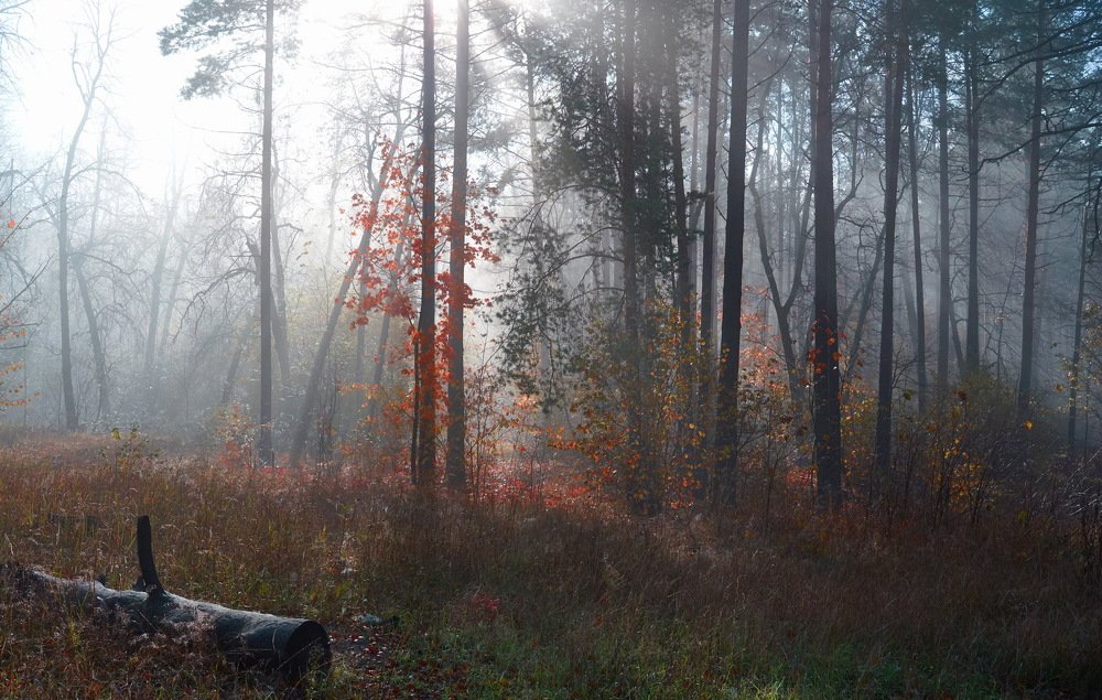 Photograph by Владимир Краснов