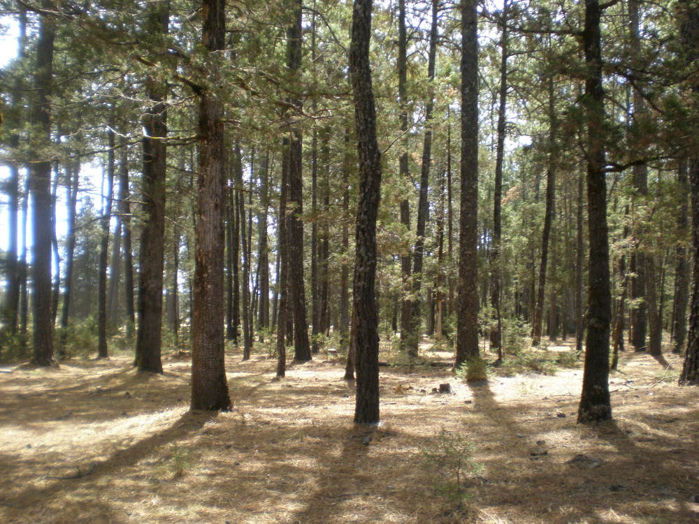 Фотография автора GABRIEL PEÑA