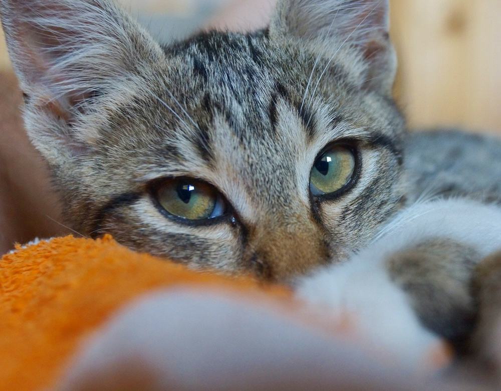 Photograph by Ольга Худорожко