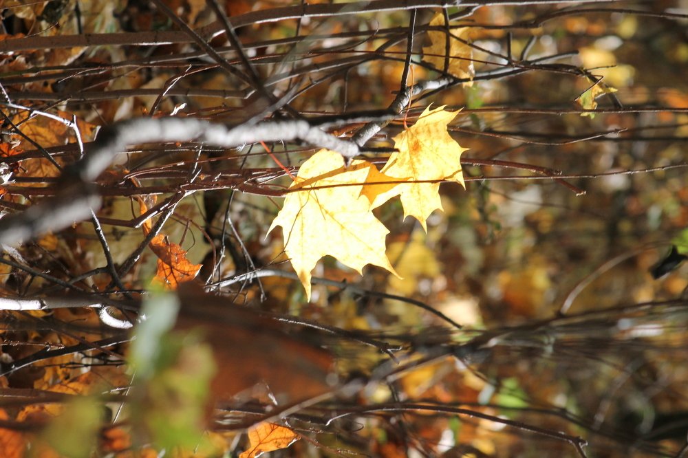 Photograph by Александр Быкадоров