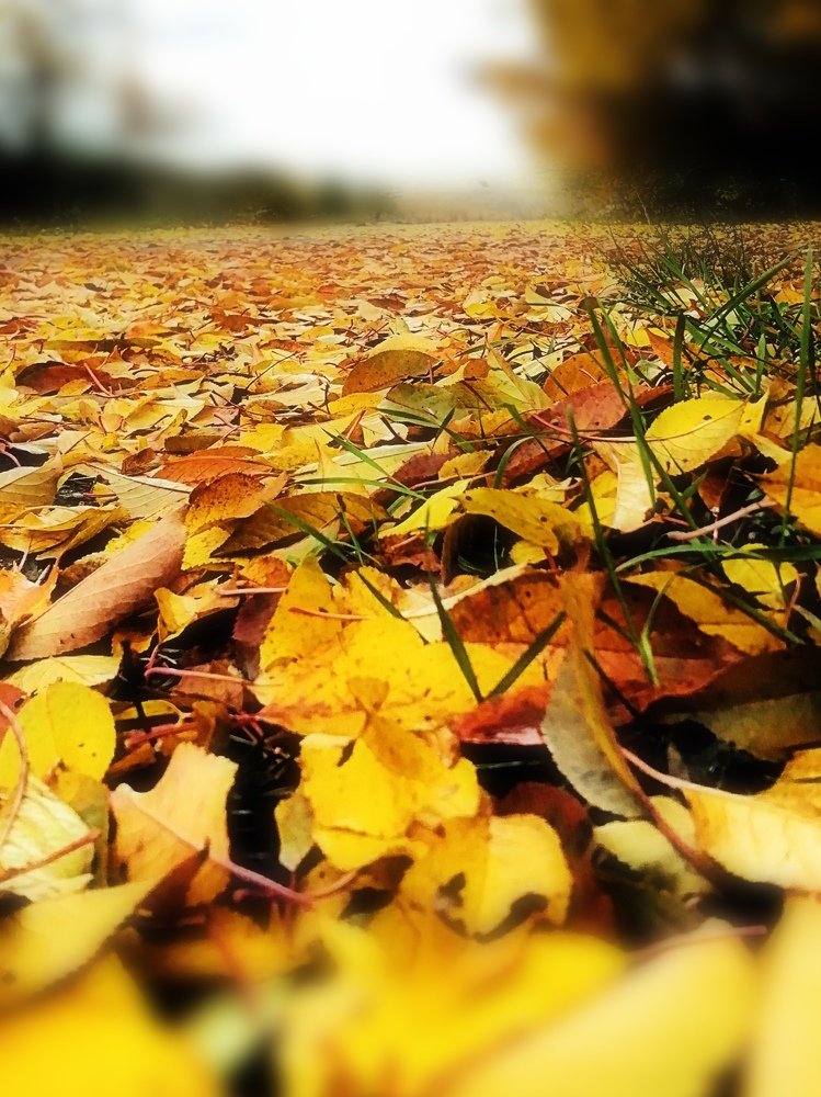 Ноябрь-листопад.