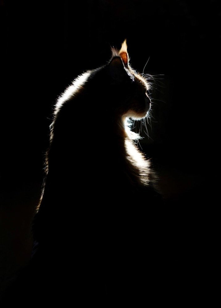 Photograph by Марина Лачинова