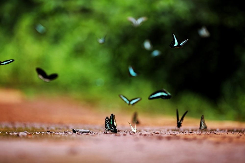 Butterfly season in Ma Da Forest.
