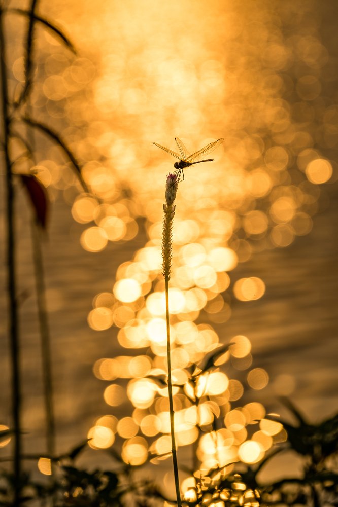 Photograph by Son Chu Thien