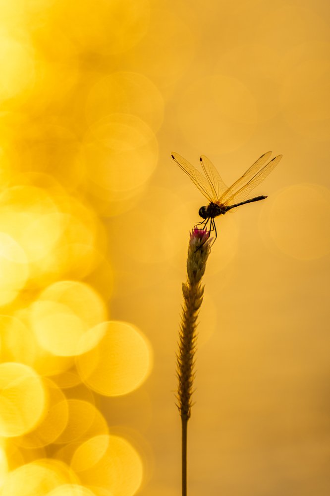 Photograph by Son Chu Thien
