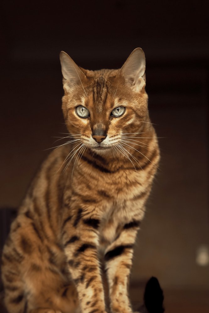 Фотография автора Платон Скобелев