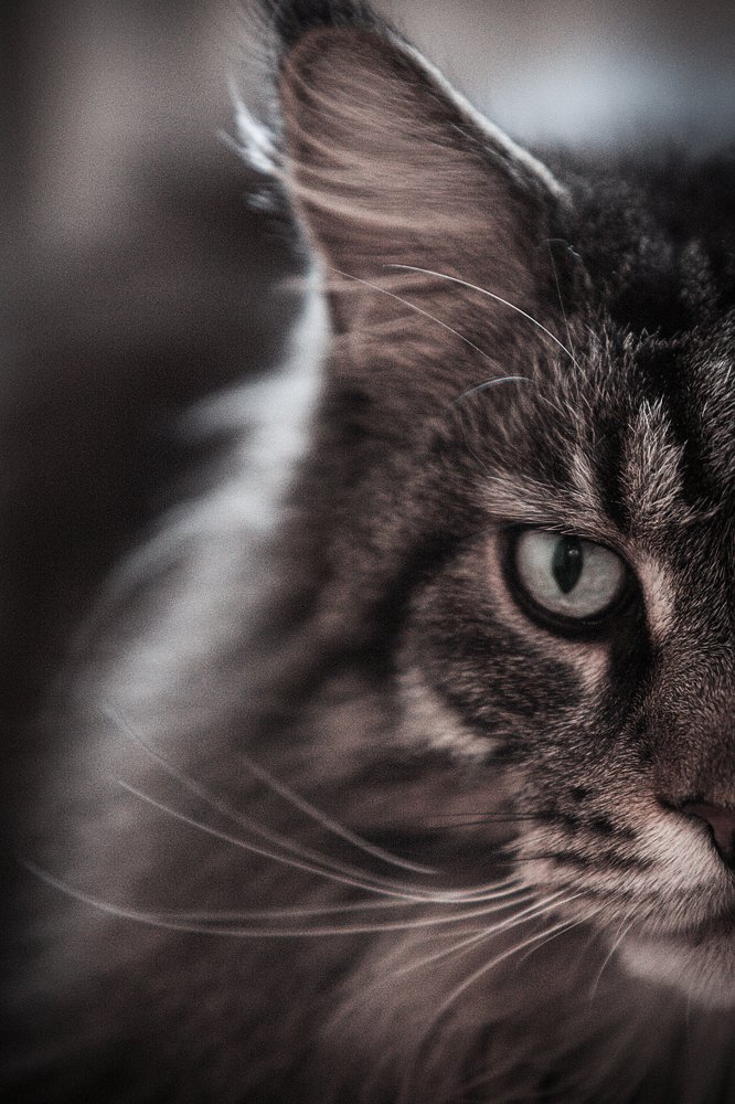 Фотография автора Платон Скобелев