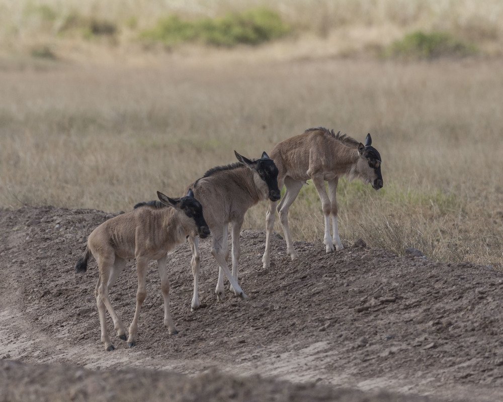 Фотография автора Oskars Smelins