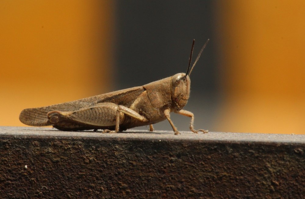 Фотография автора RODRICK RAJIVE LAL