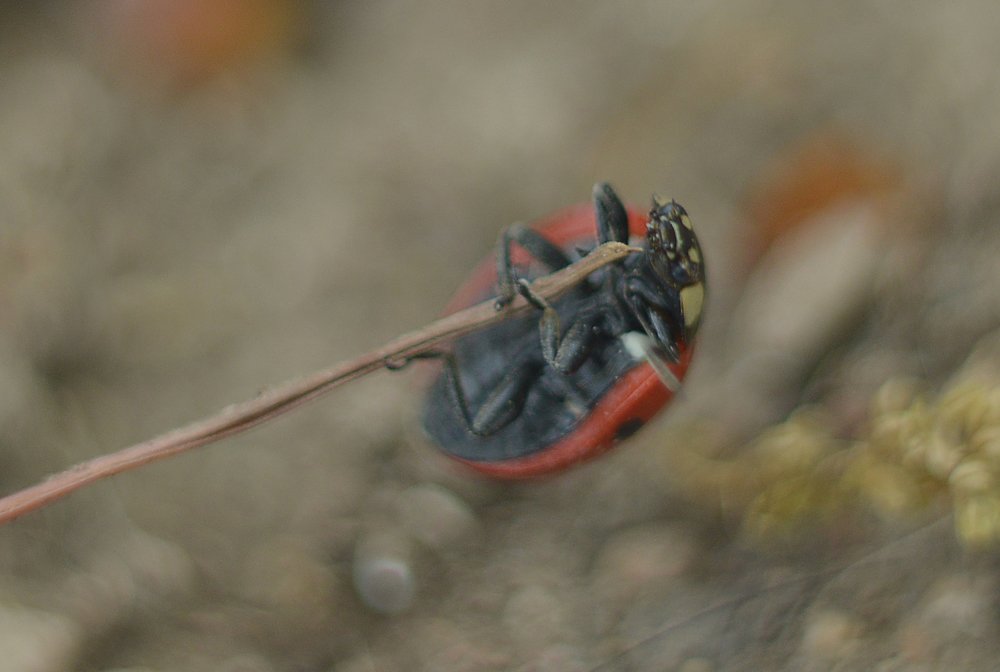 Верь в себя