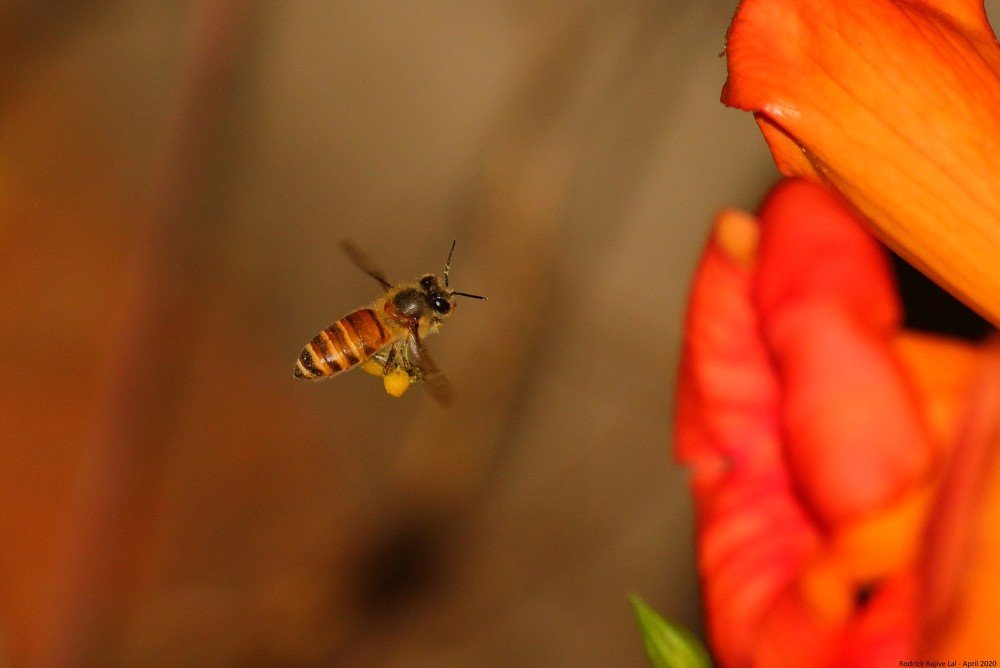 Honey Bee and its Honey Bag