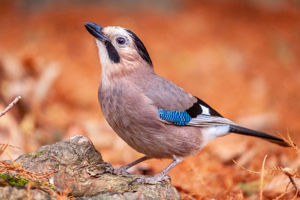 Сойка пересмешница.