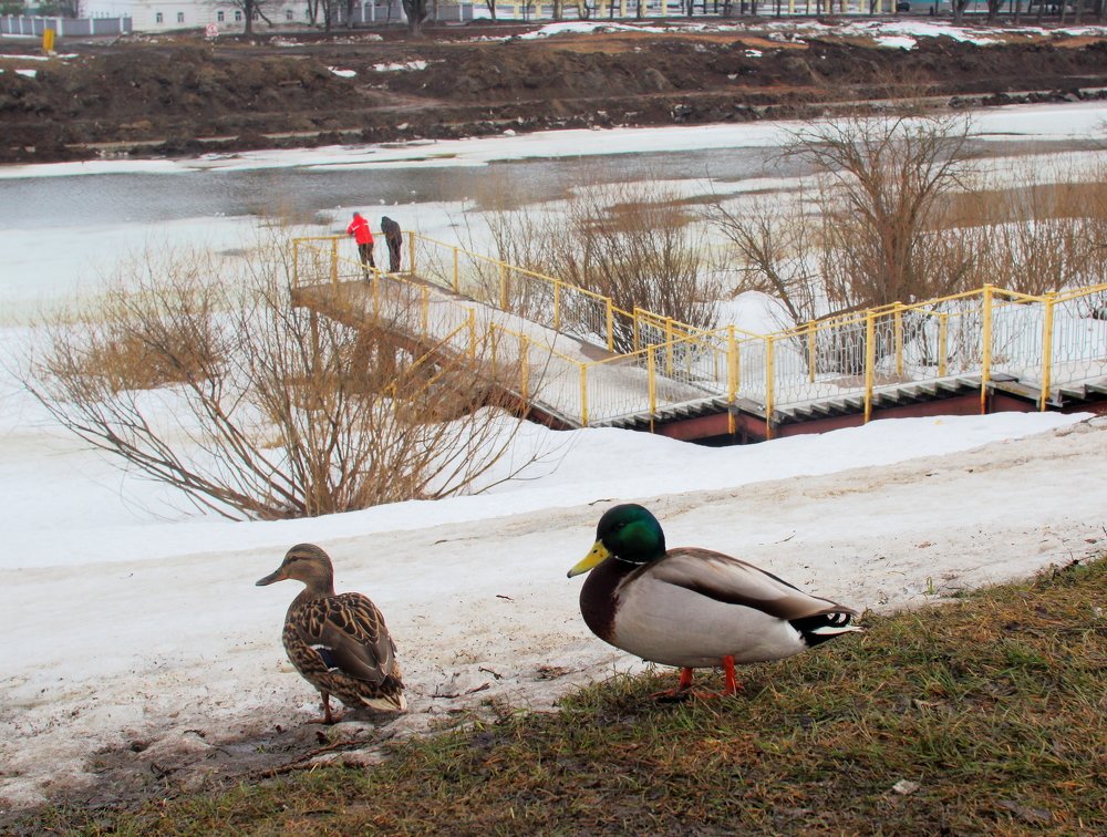 Photograph by Ирина Толокнова