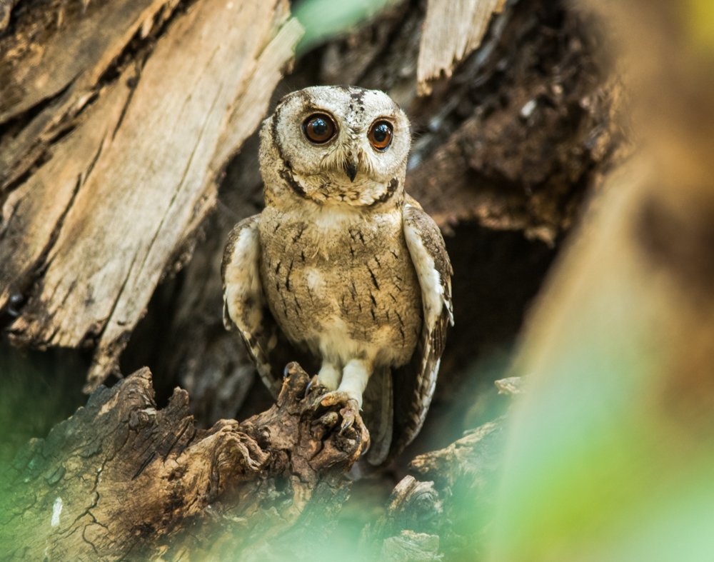 Photograph by Pramathesh Saha