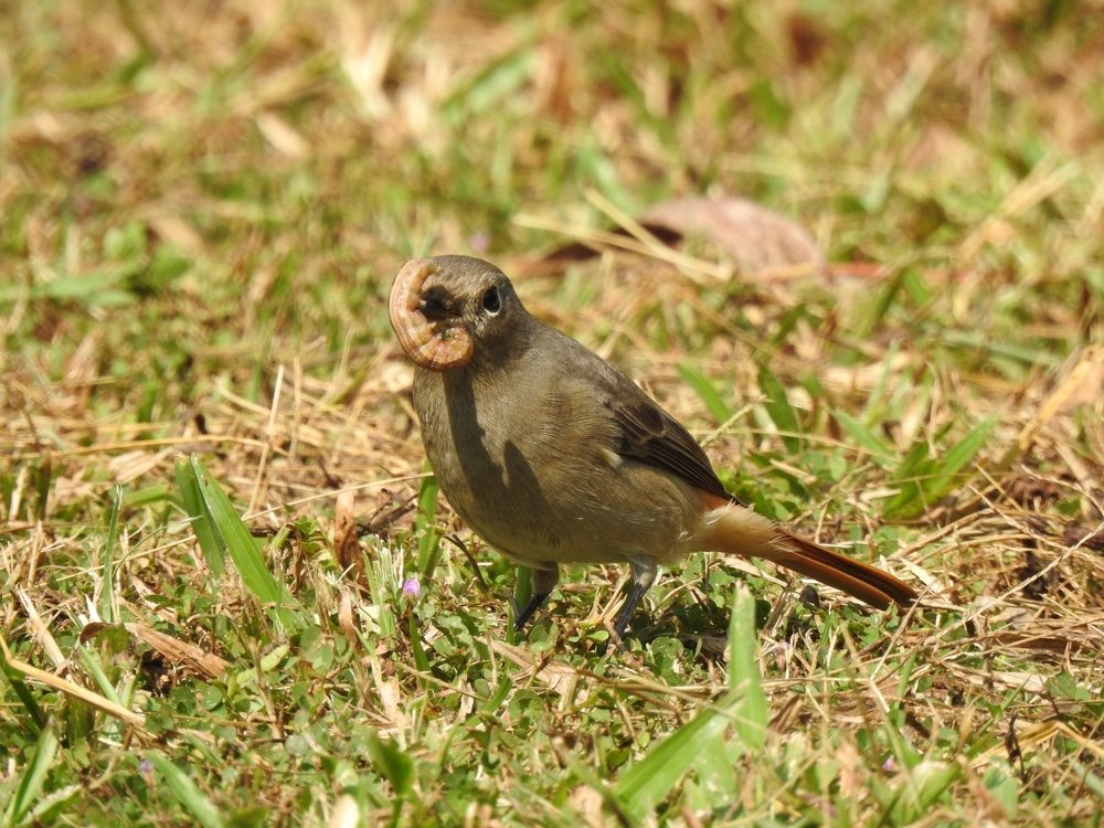 Hodgson's redstart..