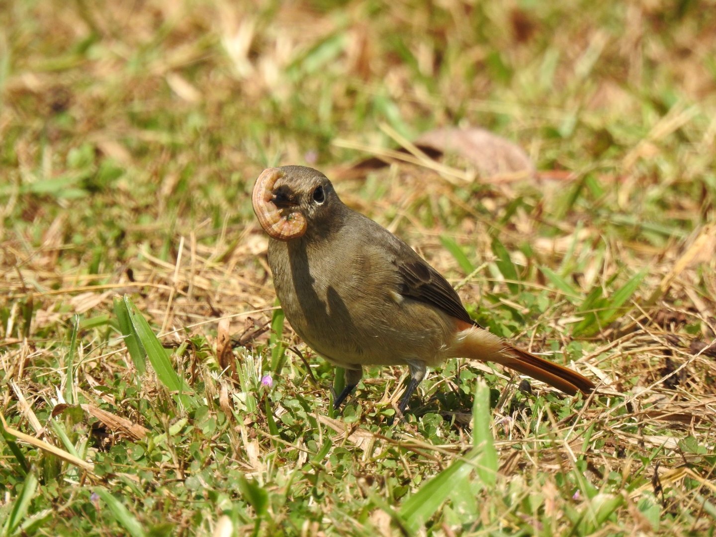 Hodgson's redstart..