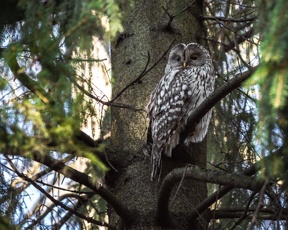 Оглянись, незнакомый прохожий.