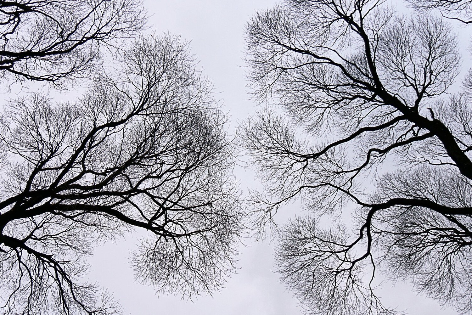 Ивы