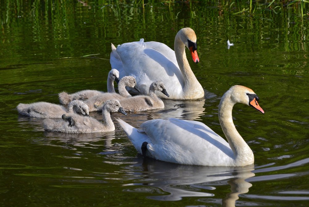 Фотография автора Антип