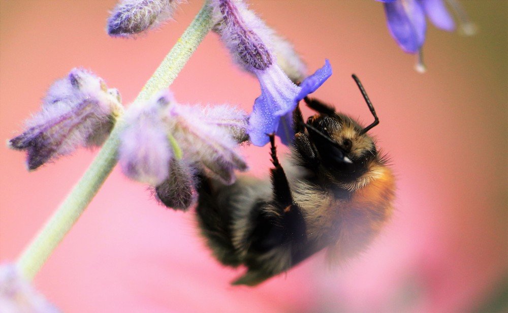 Photograph by Vincent PICCIOTTO