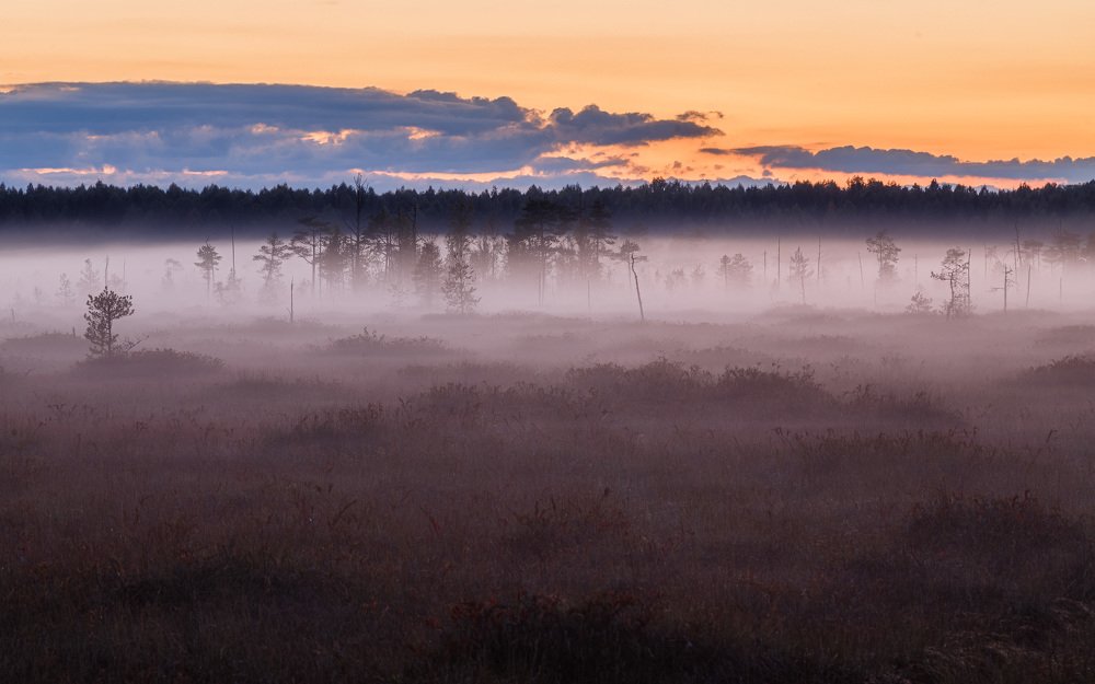 Осень на болоте