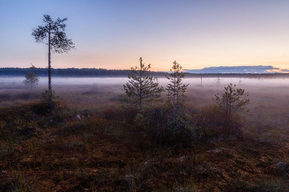 Осень на болоте