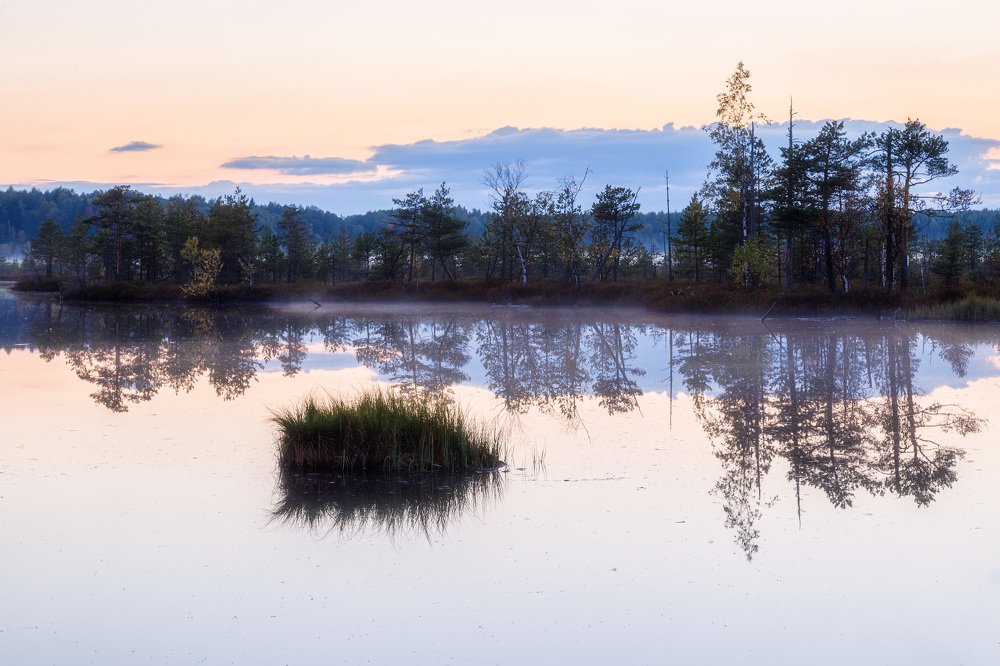 Осень на болоте