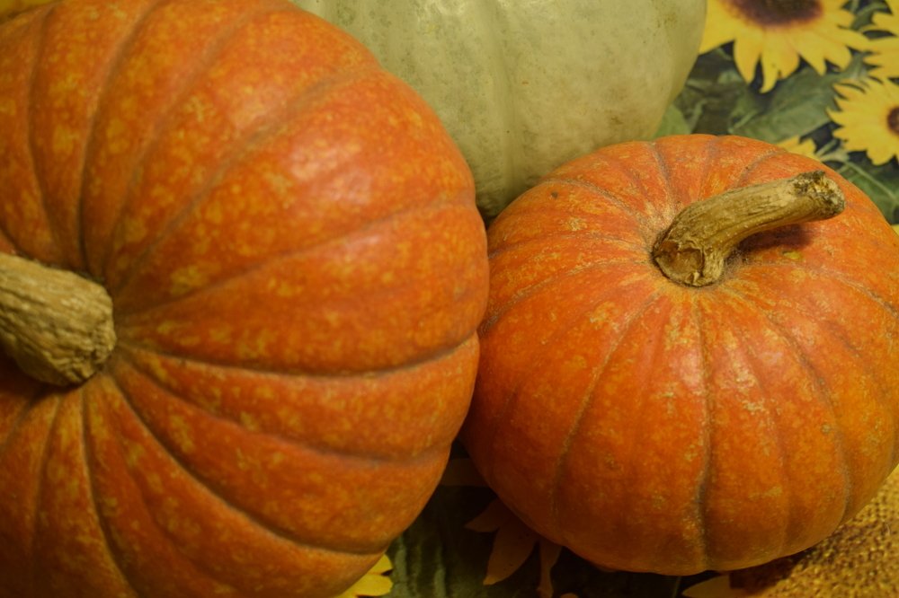 Семейство тыквы