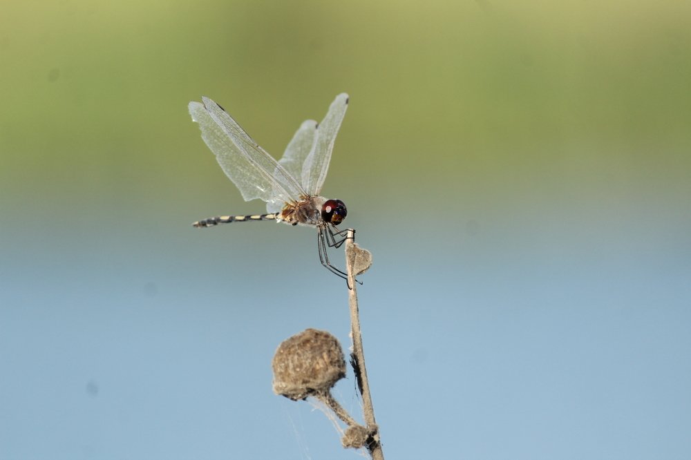 Photograph by Sharad vadoliya