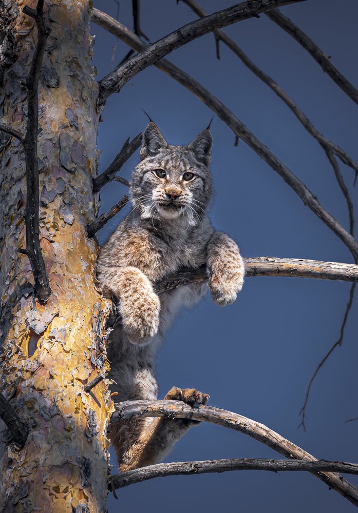 Lynx