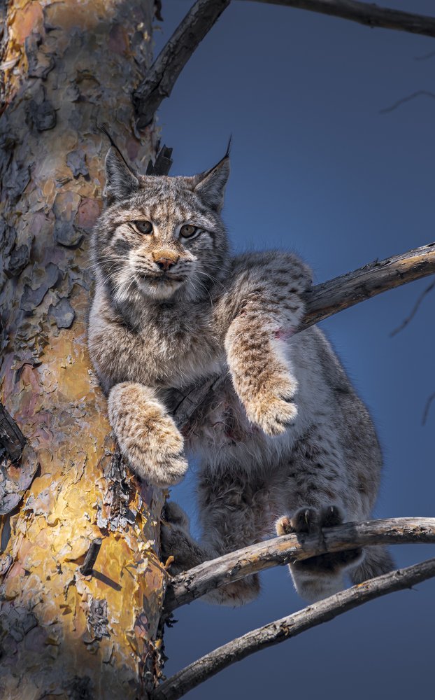 Lynx