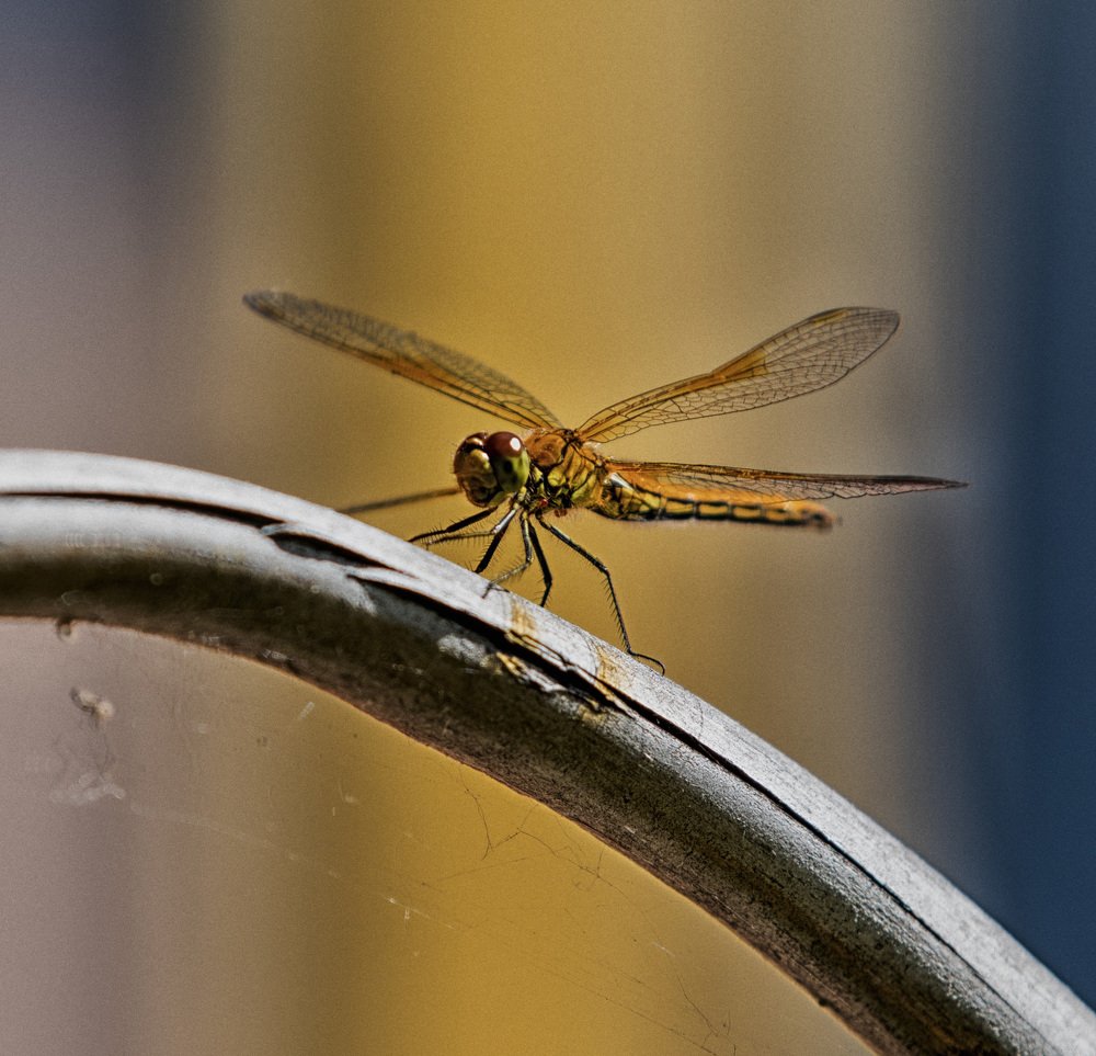 Photograph by ИРЕНА Федорова