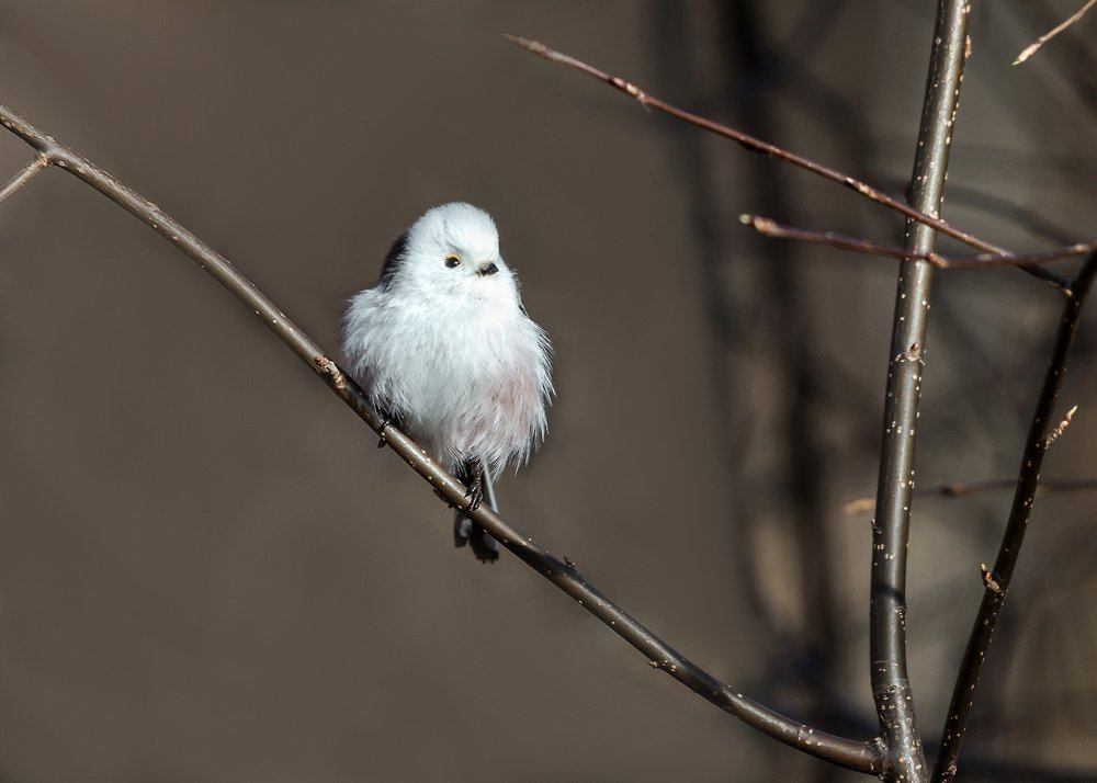 Серёжка ольховая, лёгкая, будто пуховая.