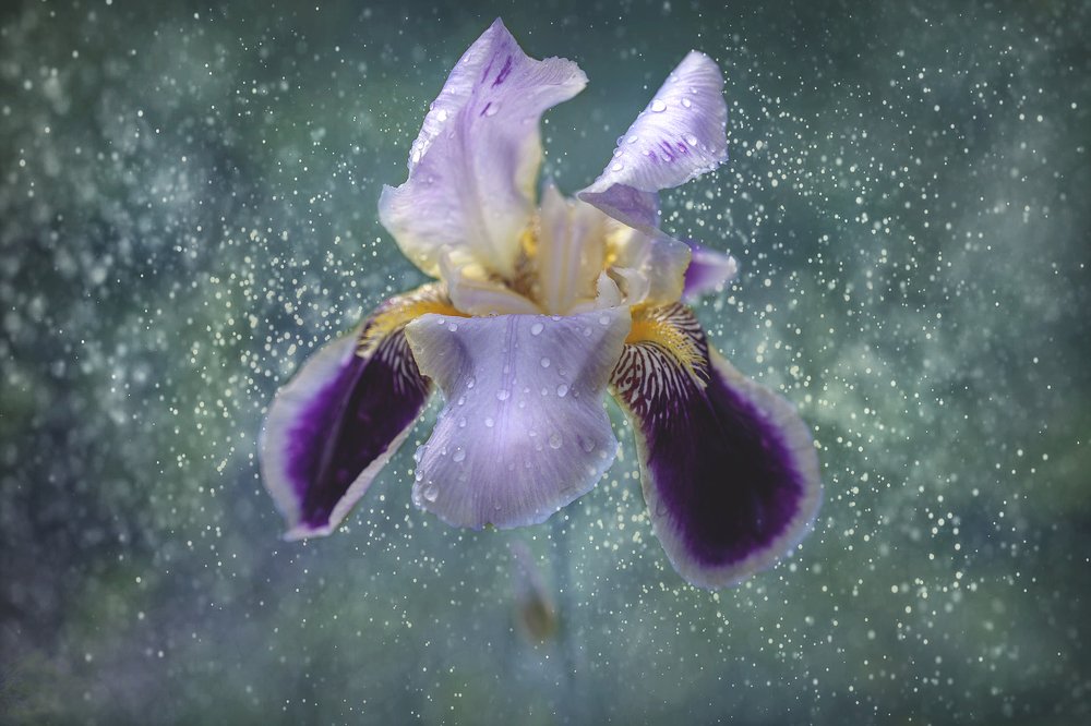 утренняя роса