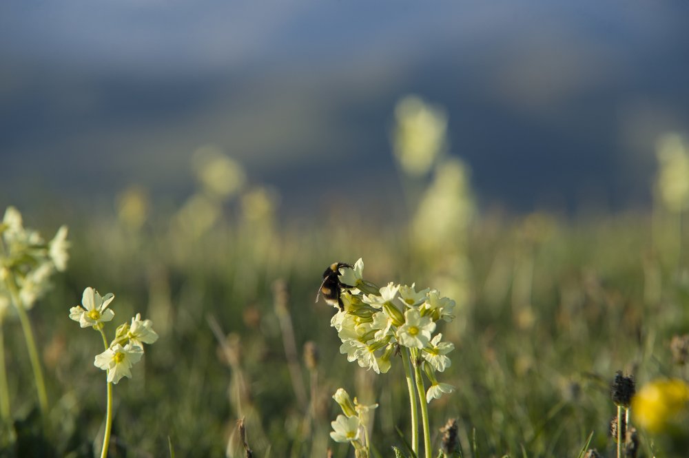 Photograph by РАСУЛ БОТАШЕВ