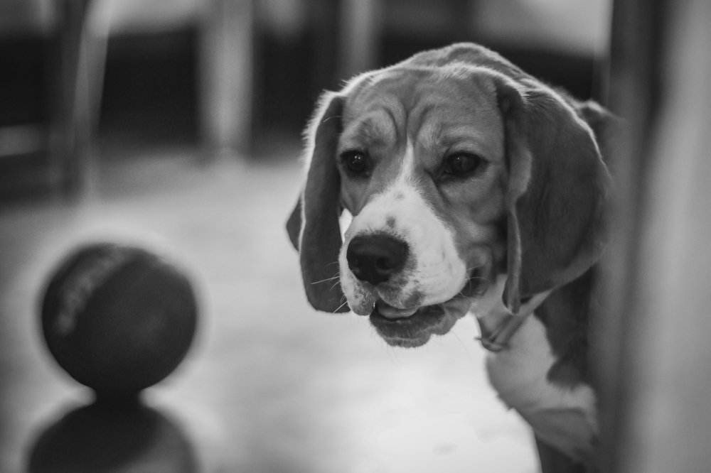 Photograph by Puja Dey