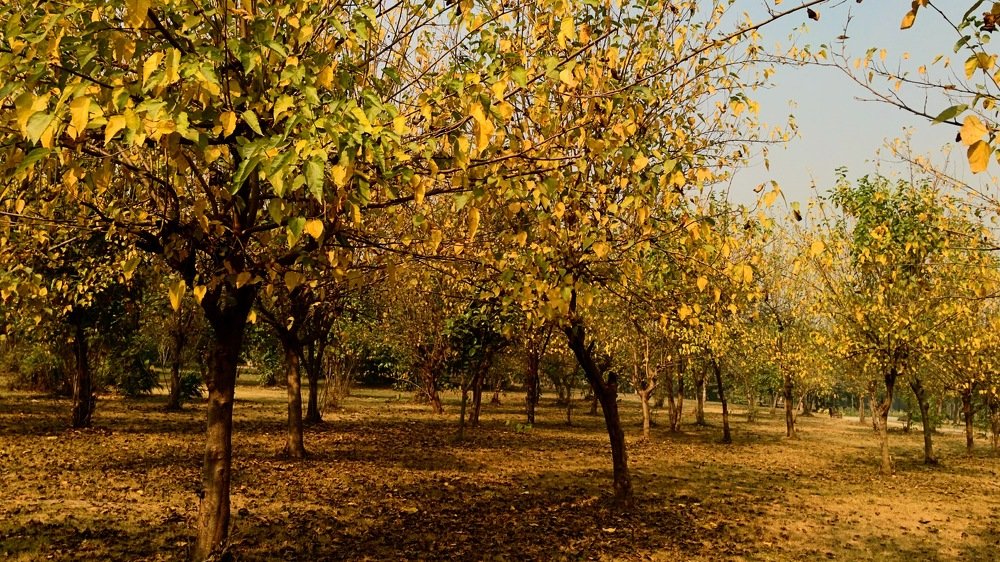 Photograph by Kamal Kishore Srivastava